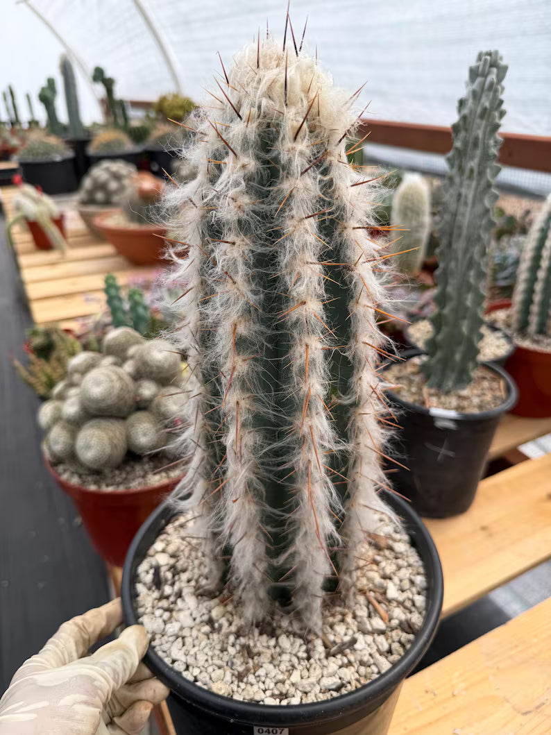 Blue Pilosocereus Pachycladus Rooted Cutting – 13" #407