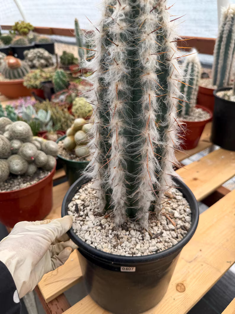 Blue Pilosocereus Pachycladus Rooted Cutting – 13" #407