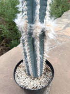 Blue Pilosocereus Palmeri Cactus – 21" Rooted Cutting