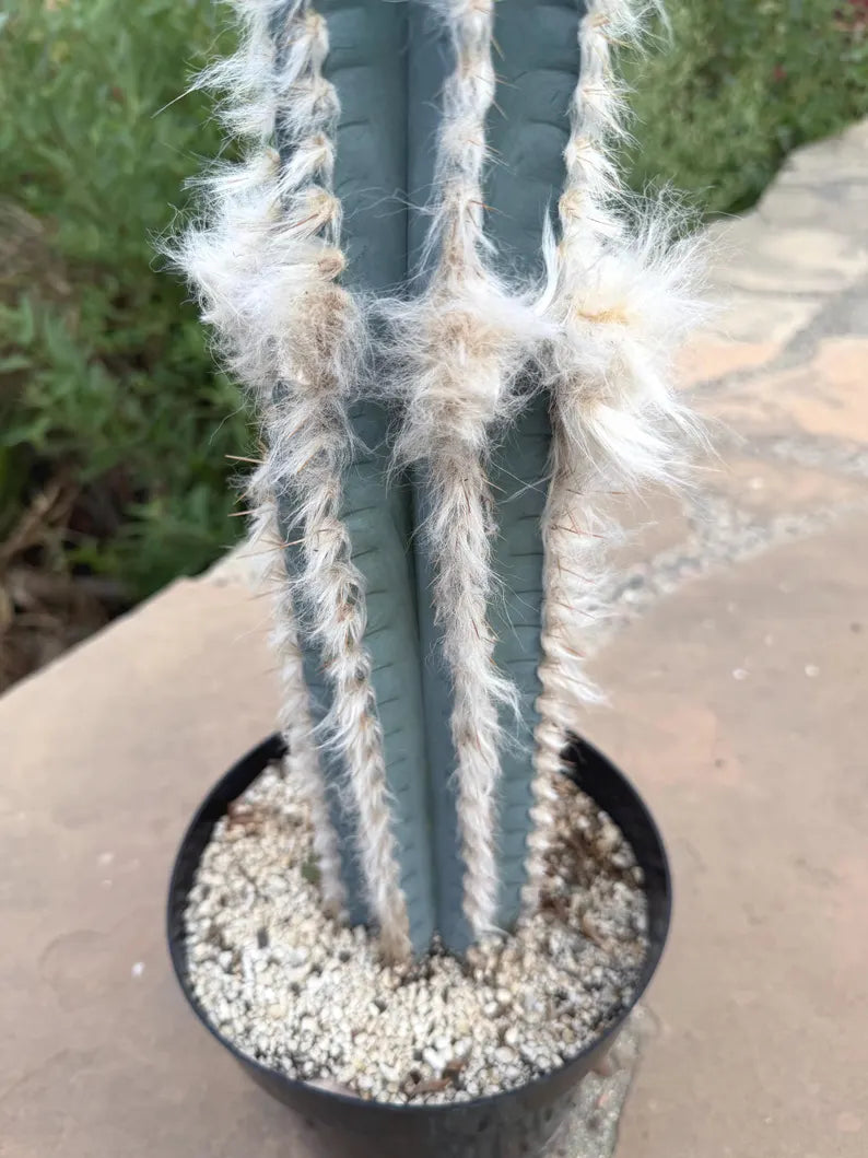 Blue Pilosocereus Palmeri Cactus – 21" Rooted Cutting