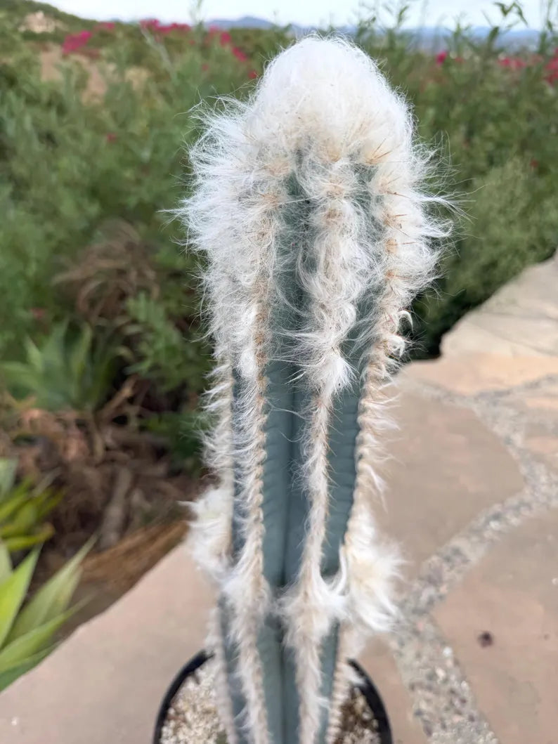 Blue Pilosocereus Palmeri Cactus – 21" Rooted Cutting
