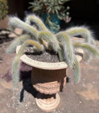 Large Hairy Monkey Tail Cactus – Fuzzy White Live Cactus