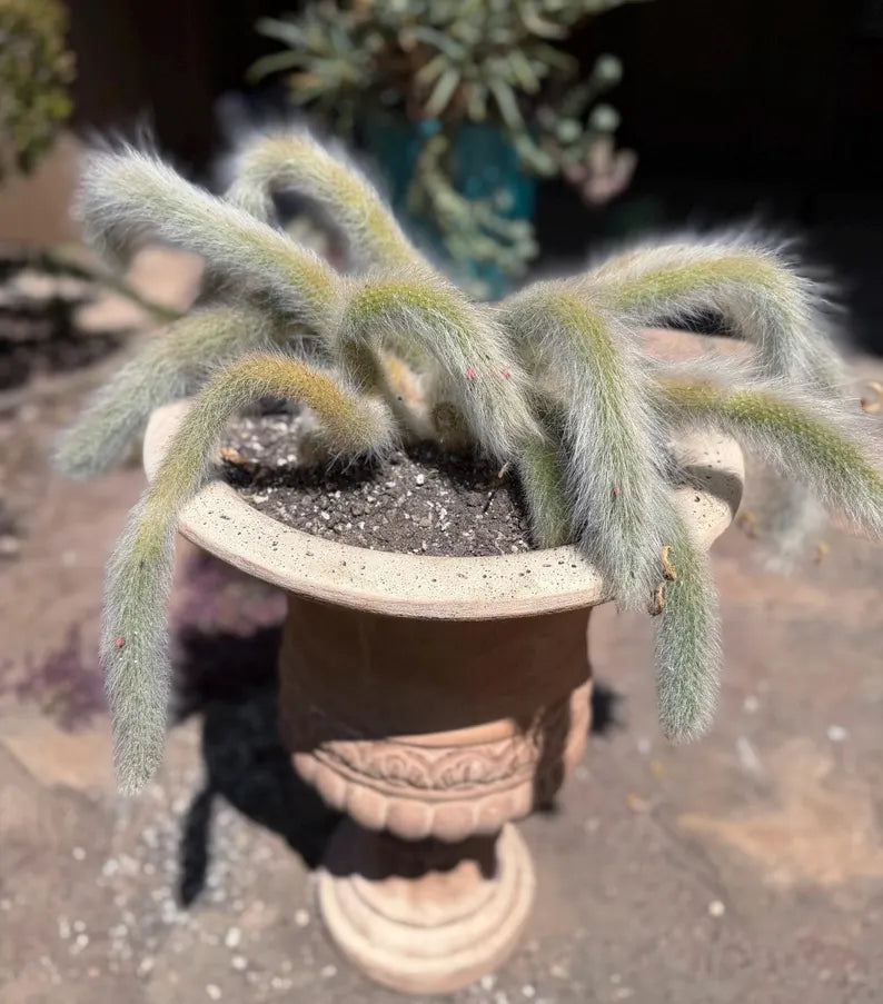 Large Hairy Monkey Tail Cactus – Fuzzy White Live Cactus