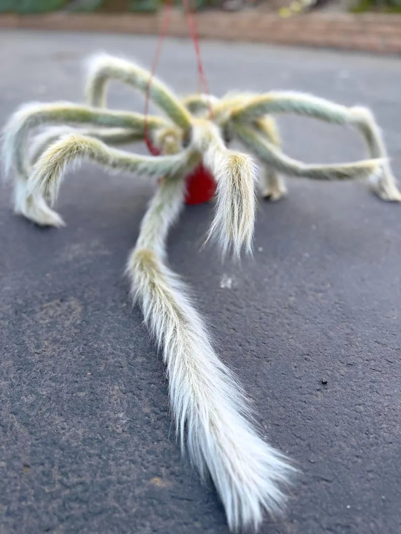 Large Hairy Monkey Tail Cactus – Fuzzy White Live Cactus