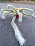 Large Hairy Monkey Tail Cactus – Fuzzy White Live Cactus