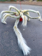 Large Hairy Monkey Tail Cactus – Fuzzy White Live Cactus
