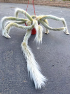 Large Hairy Monkey Tail Cactus – Fuzzy White Live Cactus