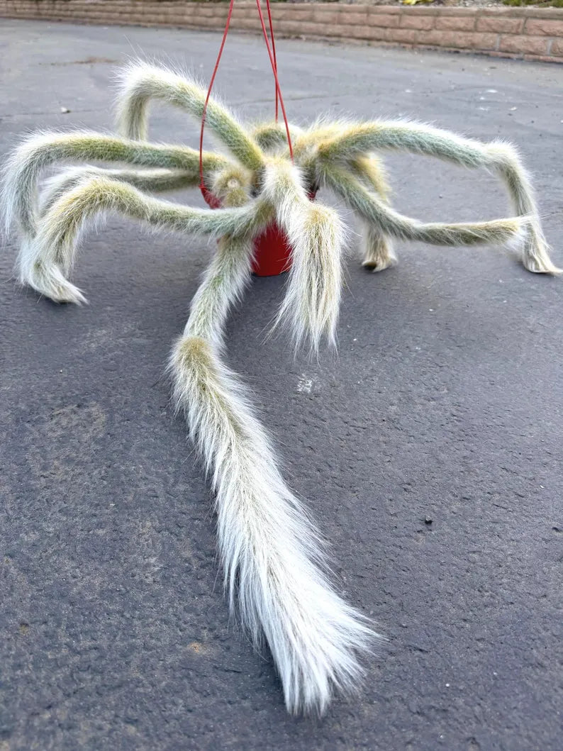 Large Hairy Monkey Tail Cactus – Fuzzy White Live Cactus