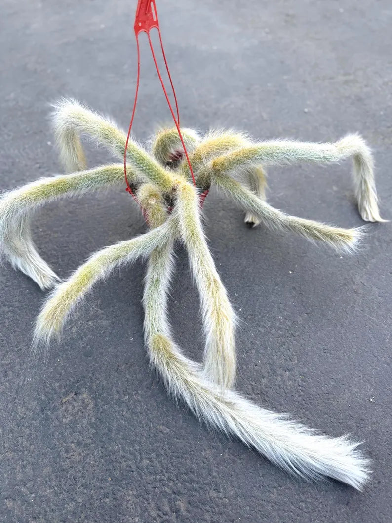Large Hairy Monkey Tail Cactus – Fuzzy White Live Cactus