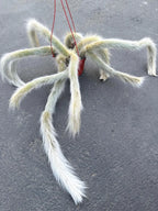 Large Hairy Monkey Tail Cactus – Fuzzy White Live Cactus