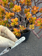Crassula Jade Old Bonsai Trunk Live Plant