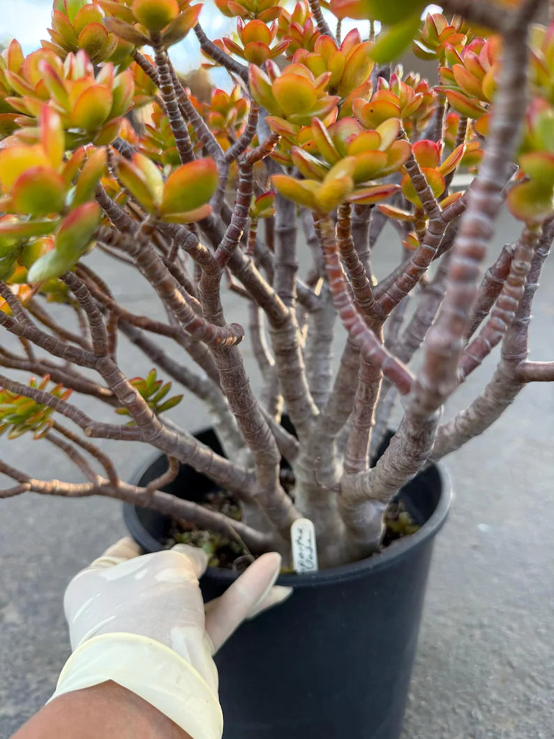 Crassula Jade Old Bonsai Trunk Live Plant