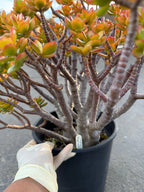 Crassula Jade Old Bonsai Trunk Live Plant