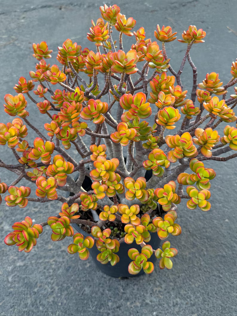 Crassula Jade Old Bonsai Trunk Live Plant
