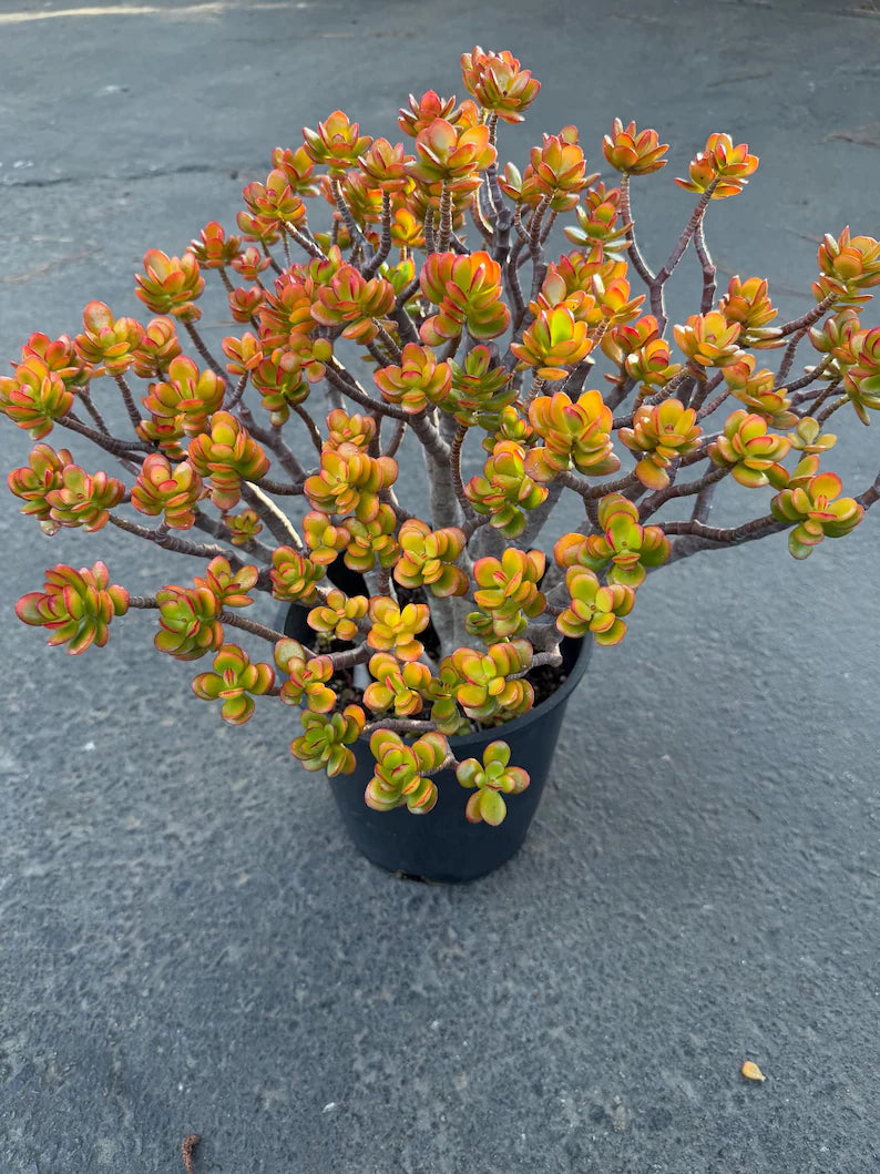 Crassula Jade Old Bonsai Trunk Live Plant
