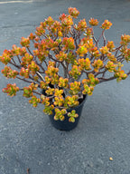 Crassula Jade Old Bonsai Trunk Live Plant