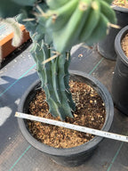 Crested Blue Myrtle Cactus Live Plant – Fan Shape