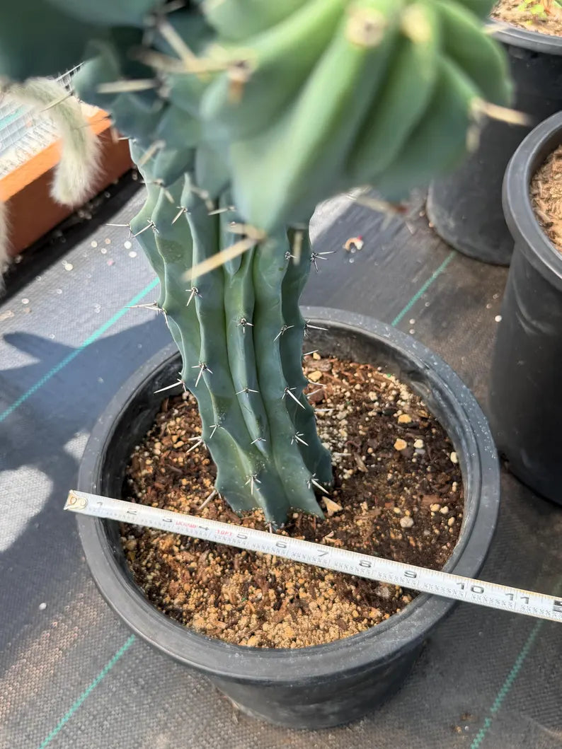 Crested Blue Myrtle Cactus Live Plant – Fan Shape