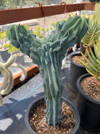 Crested Blue Myrtle Cactus Live Plant – Fan Shape