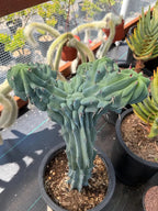 Crested Blue Myrtle Cactus Live Plant – Fan Shape