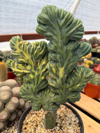 Variegated Crested Blue Myrtle Cactus Grafted #396