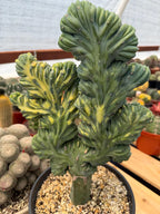 Variegated Crested Blue Myrtle Cactus Grafted #396