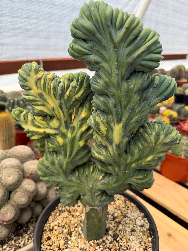 Variegated Crested Blue Myrtle Cactus Grafted #396