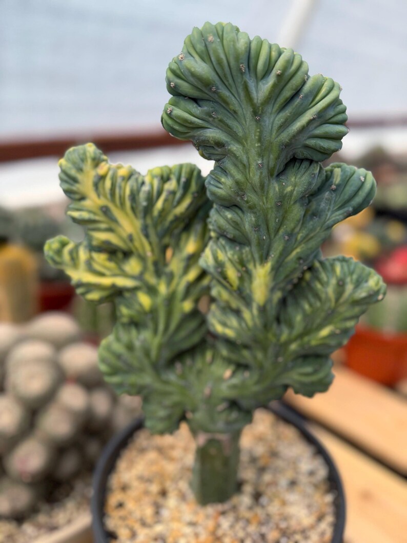 Variegated Crested Blue Myrtle Cactus Grafted #396