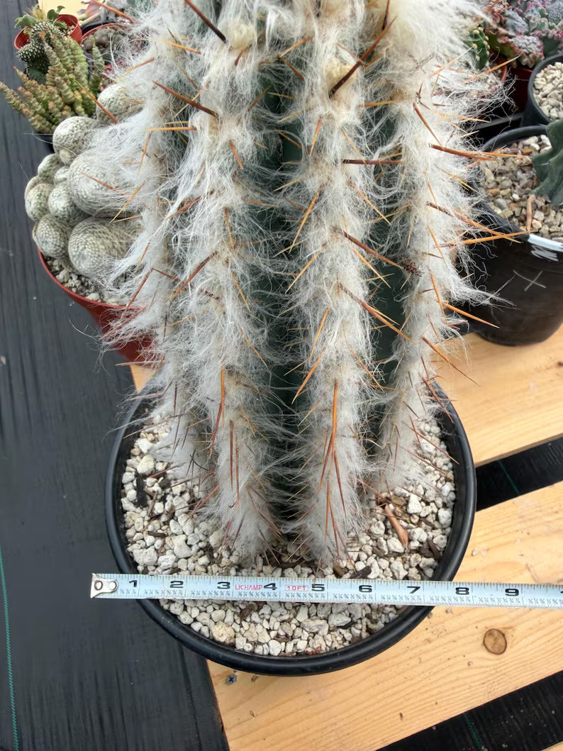 Blue Pilosocereus Pachycladus Rooted Cutting – 13" #407