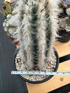 Blue Pilosocereus Pachycladus Rooted Cutting – 13" #407