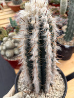 Blue Pilosocereus Pachycladus Rooted Cutting – 13" #407