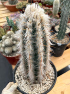 Blue Pilosocereus Pachycladus Rooted Cutting – 13" #407