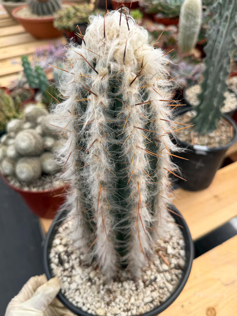 Blue Pilosocereus Pachycladus Rooted Cutting – 13" #407