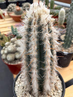 Blue Pilosocereus Pachycladus Rooted Cutting – 13" #407