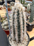 Blue Pilosocereus Pachycladus Rooted Cutting – 13" #407