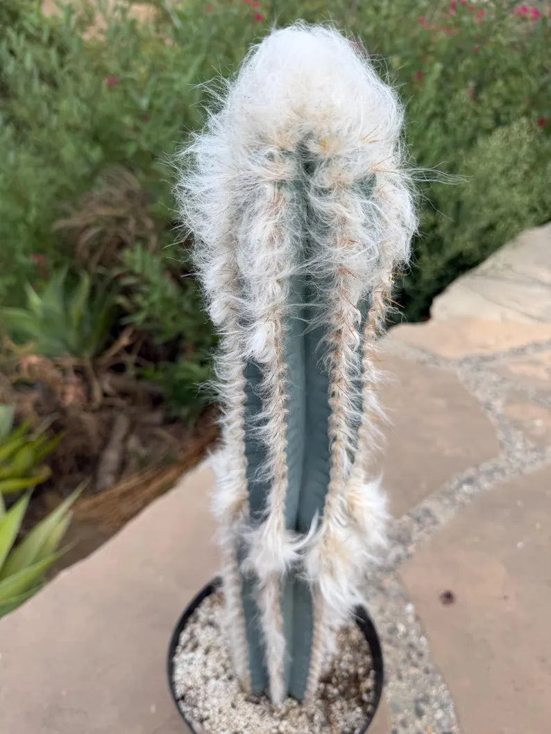 Blue Pilosocereus Palmeri Cactus – 21" Rooted Cutting