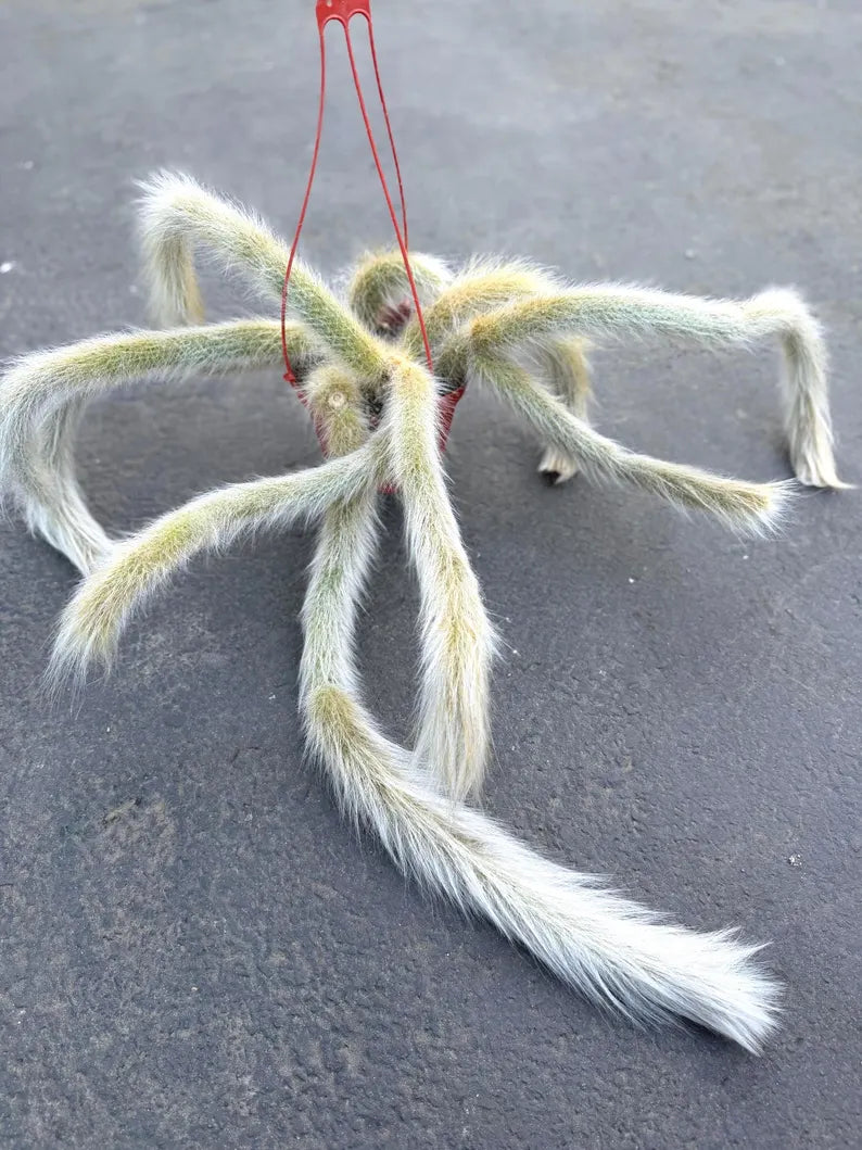 Large Hairy Monkey Tail Cactus – Fuzzy White Live Cactus