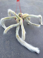 Large Hairy Monkey Tail Cactus – Fuzzy White Live Cactus