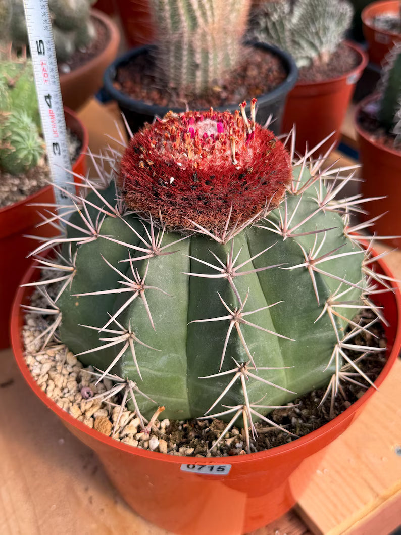 Melocactus Matanzanus Large Live Cactus – Specimen #715