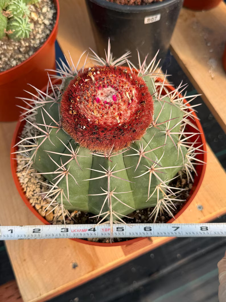 Melocactus Matanzanus Large Live Cactus – Specimen #715