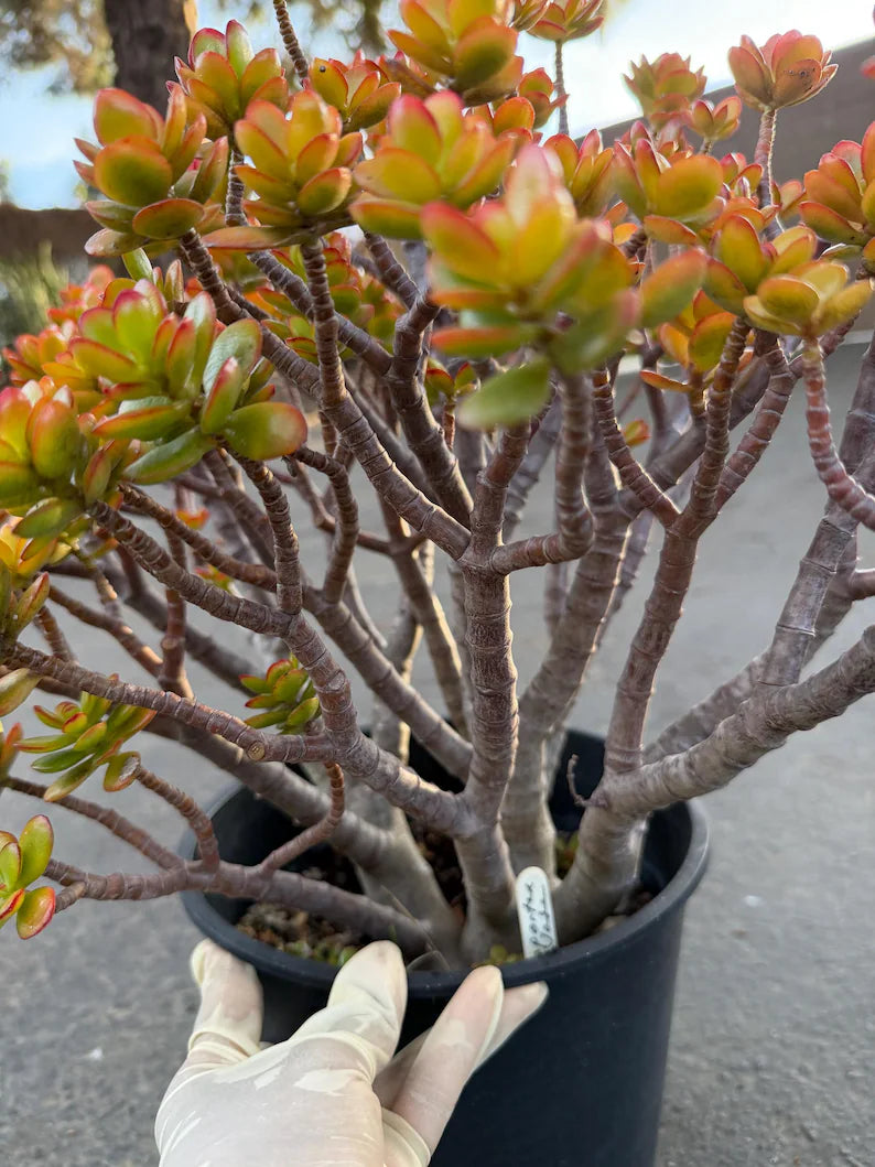Crassula Jade Old Bonsai Trunk Live Plant