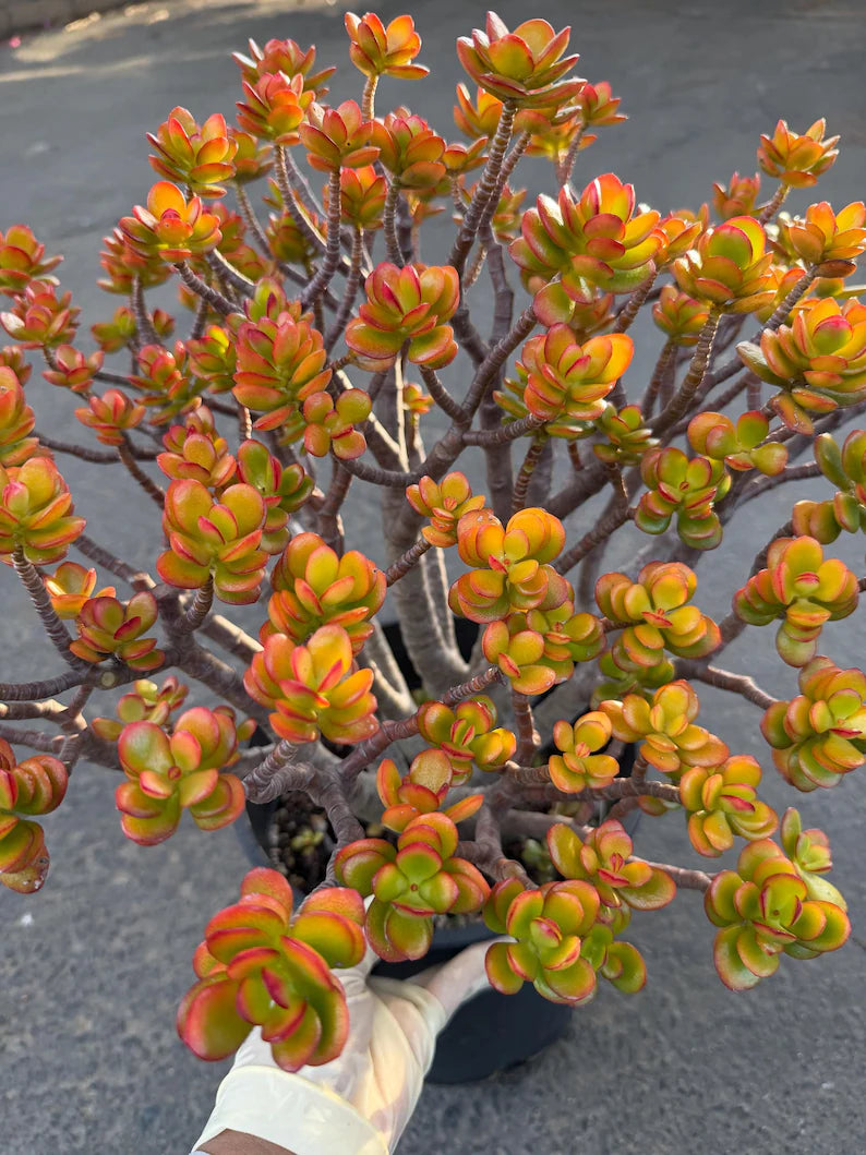Crassula Jade Old Bonsai Trunk Live Plant