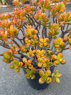 Crassula Jade Old Bonsai Trunk Live Plant