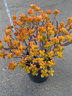 Crassula Jade Old Bonsai Trunk Live Plant