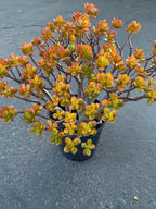 Crassula Jade Old Bonsai Trunk Live Plant