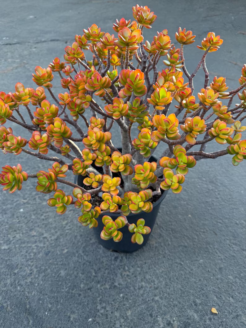 Crassula Jade Old Bonsai Trunk Live Plant