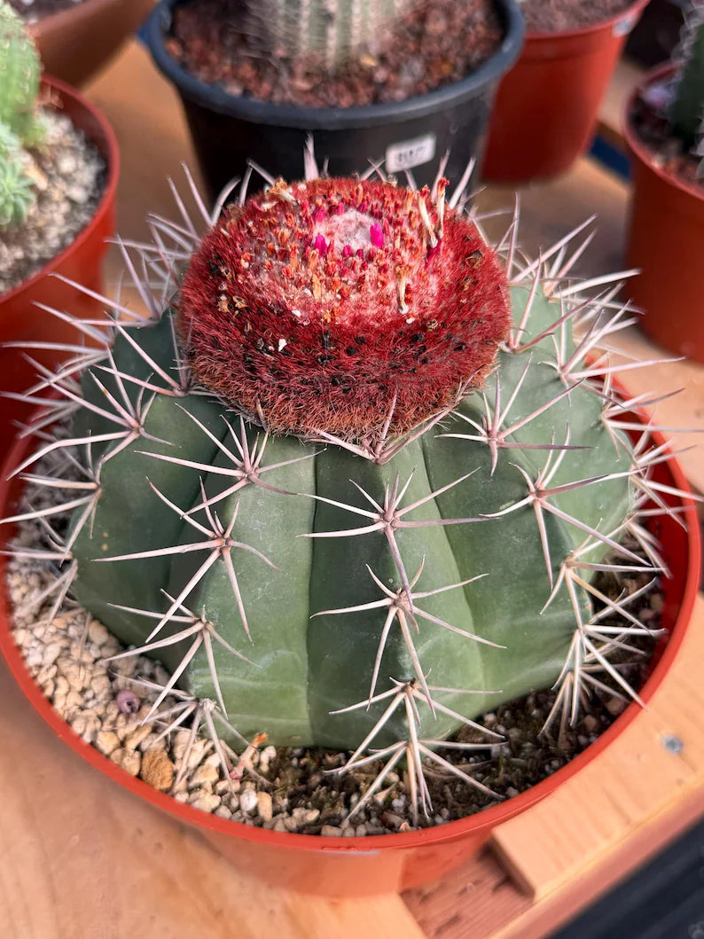 Melocactus Matanzanus Large Live Cactus – Specimen #715
