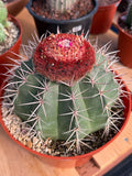 Melocactus Matanzanus Large Live Cactus – Specimen #715