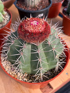 Melocactus Matanzanus Large Live Cactus – Specimen #715
