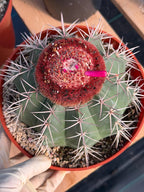 Melocactus Matanzanus Large Live Cactus – Specimen #715